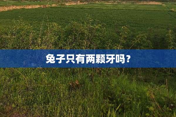 兔子只有两颗牙吗？