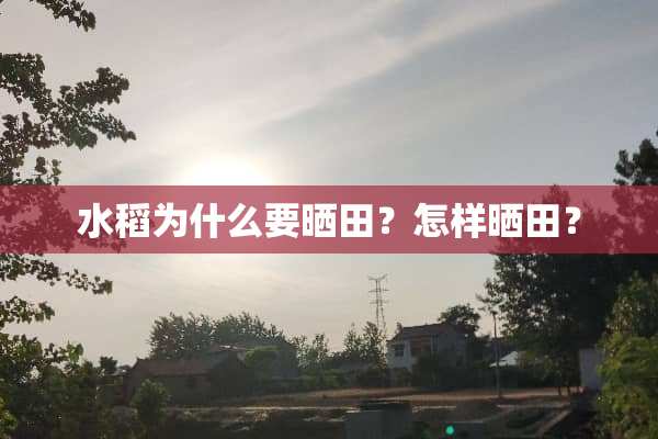水稻为什么要晒田？怎样晒田？