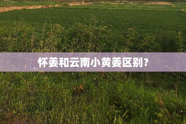怀姜和云南小黄姜区别？