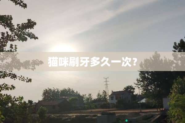 猫咪刷牙多久一次？