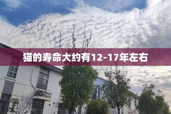 猫的寿命大约有12-17年左右