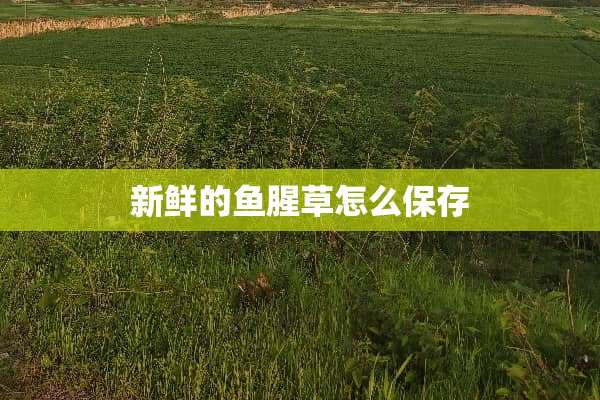 新鲜的鱼腥草怎么保存