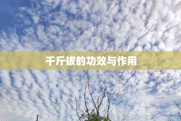 千斤拔的功效与作用