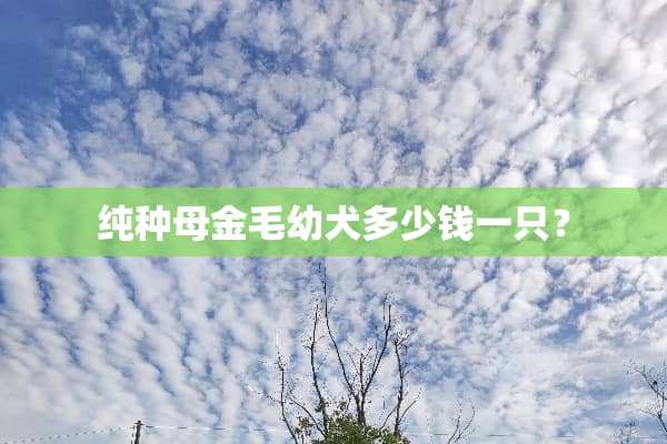 纯种母金毛幼犬多少钱一只？
