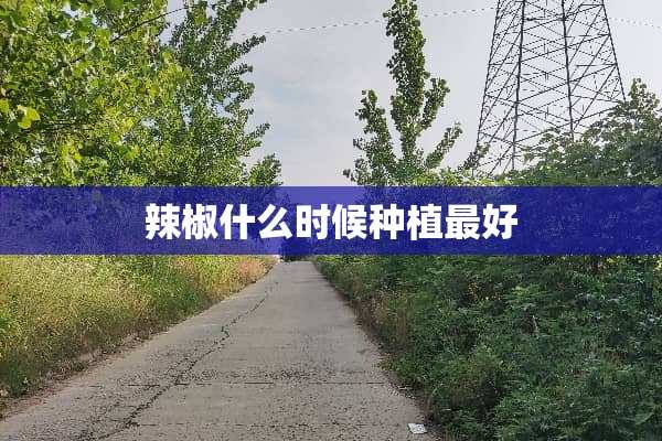 辣椒什么时候种植最好