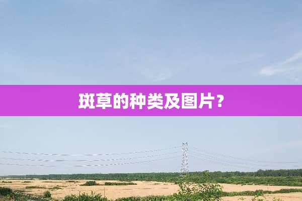 斑草的种类及图片？