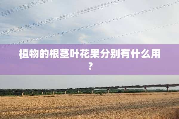 植物的根茎叶花果分别有什么用？