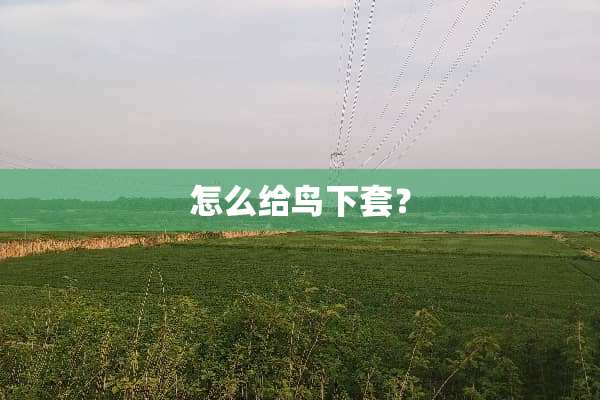 怎么给鸟下套？