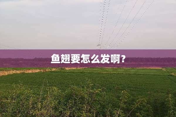 鱼翅要怎么发啊？