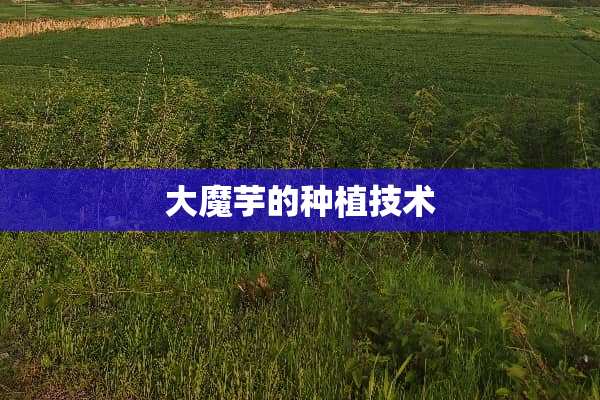 大魔芋的种植技术