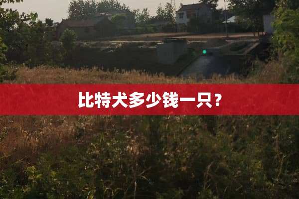 比特犬多少钱一只？