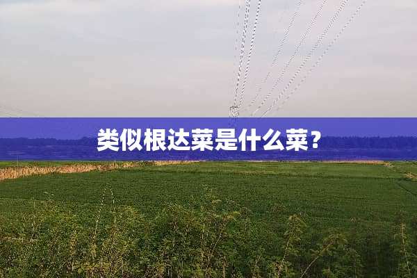 类似根达菜是什么菜？
