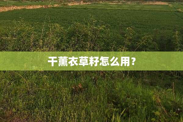 干薰衣草籽怎么用？