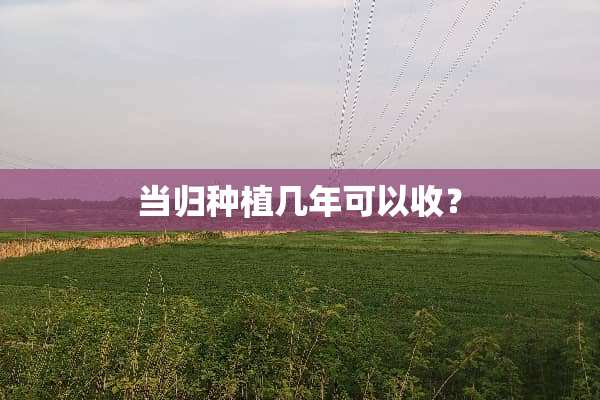 当归种植几年可以收？