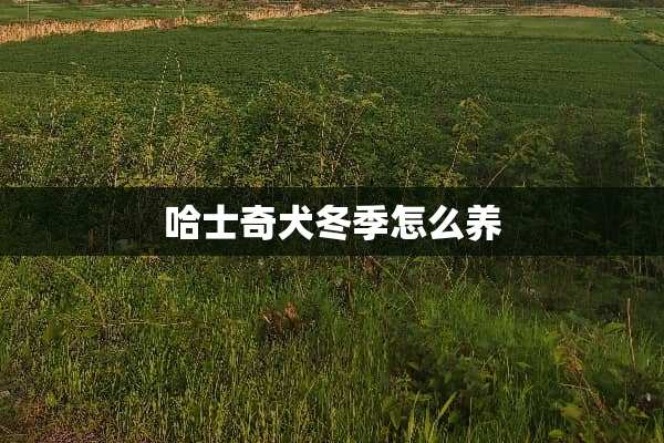 哈士奇犬冬季怎么养