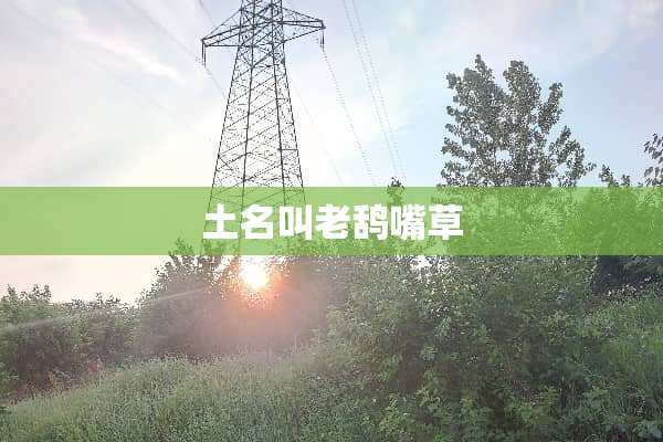 土名叫老鸹嘴草