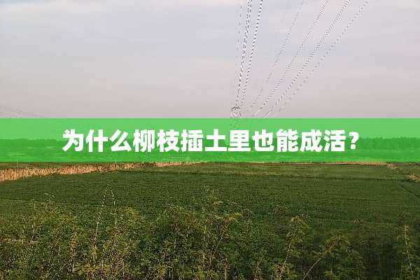 为什么柳枝插土里也能成活？