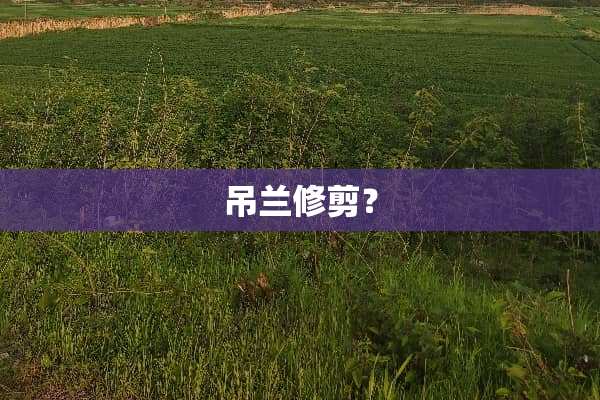 吊兰修剪？