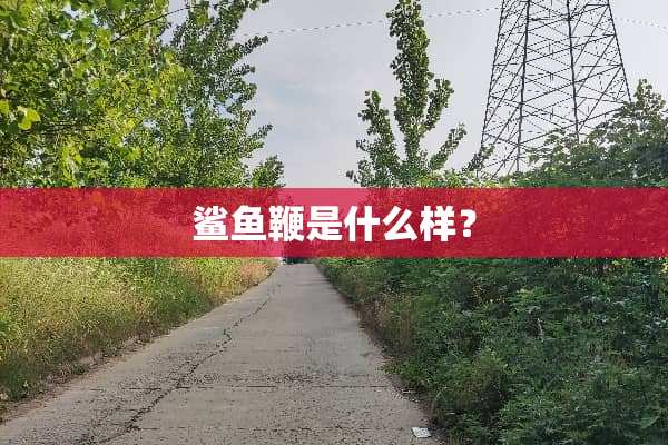鲨鱼鞭是什么样？