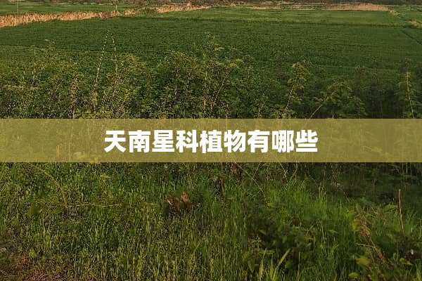 天南星科植物有哪些