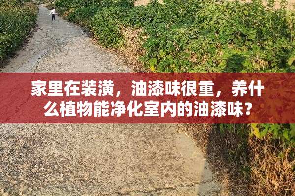家里在装潢，油漆味很重，养什么植物能净化室内的油漆味？