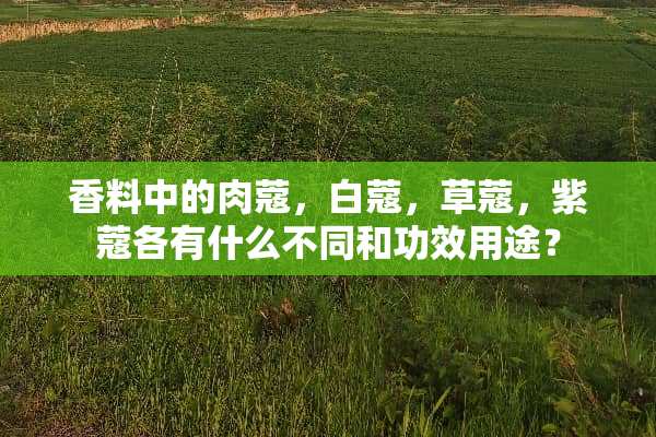 香料中的肉蔻，白蔻，草蔻，紫蔻各有什么不同和功效用途？
