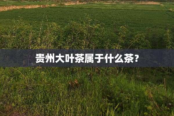 贵州大叶茶属于什么茶？