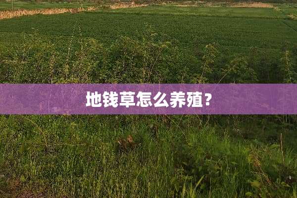 地钱草怎么养殖？