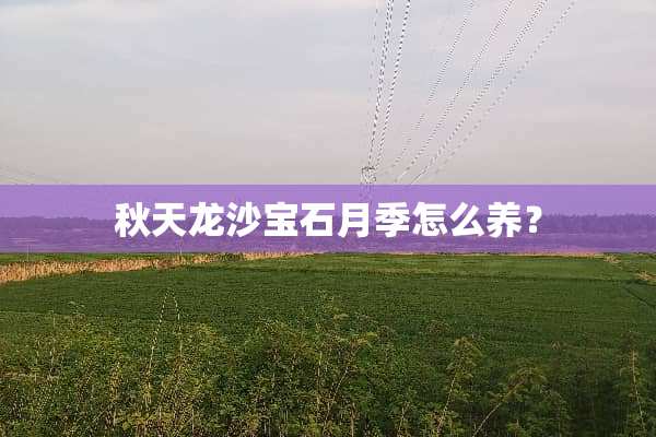 秋天龙沙宝石月季怎么养？