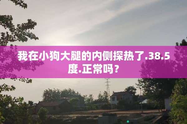 我在小狗大腿的内侧探热了.38.5度.正常吗？