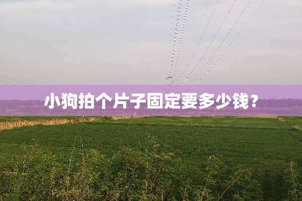 小狗拍个片子固定要多少钱？