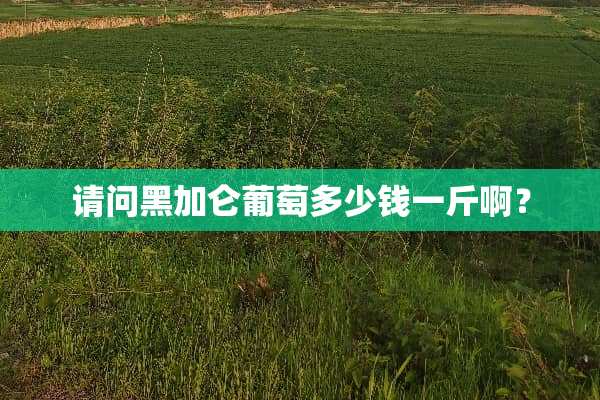 请问黑加仑葡萄多少钱一斤啊？