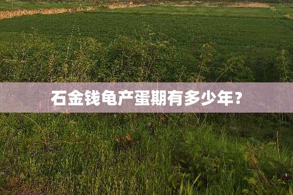 石金钱龟产蛋期有多少年？