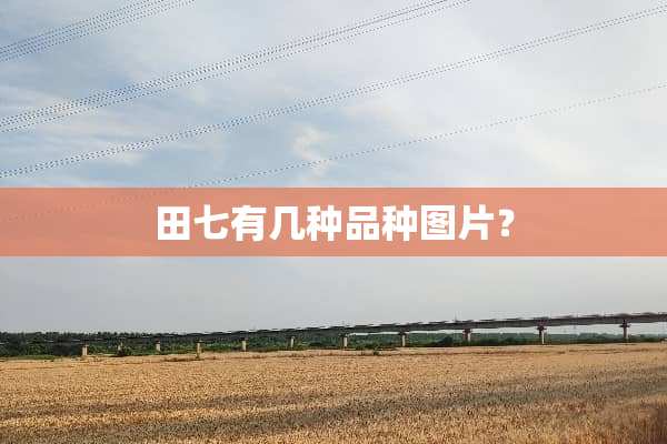 田七有几种品种图片？