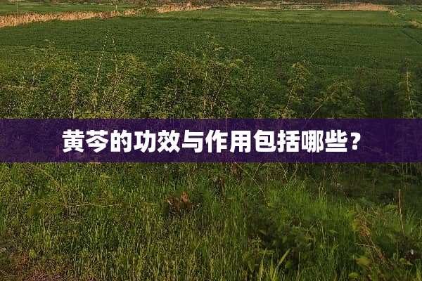 黄芩的功效与作用包括哪些？