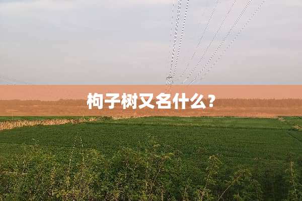 枸子树又名什么？