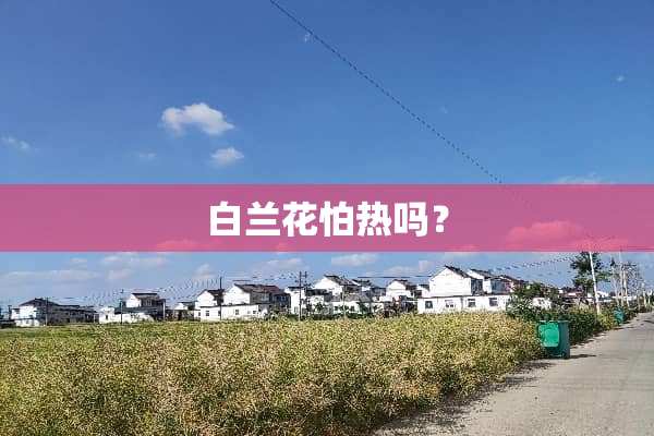 白兰花怕热吗？