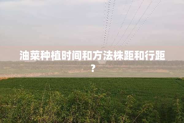 油菜种植时间和方法株距和行距？