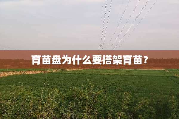 育苗盘为什么要搭架育苗？