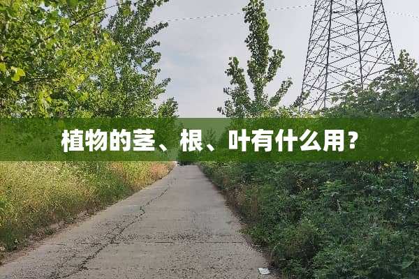 植物的茎、根、叶有什么用？