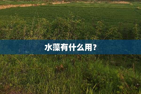 水藻有什么用？