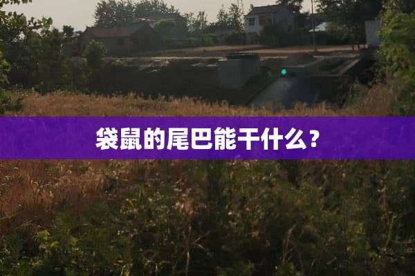 袋鼠的尾巴能干什么？