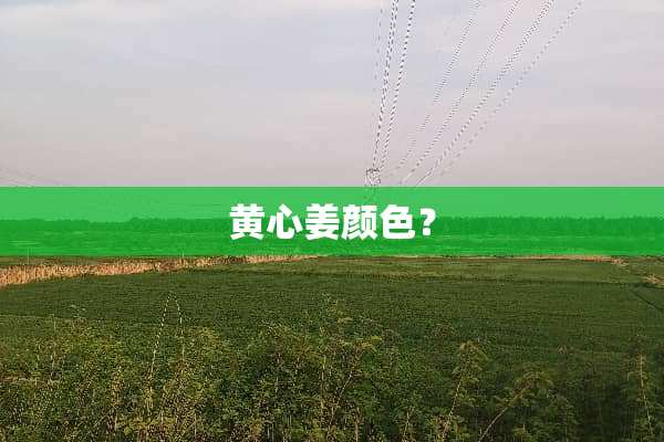 黄心姜颜色？