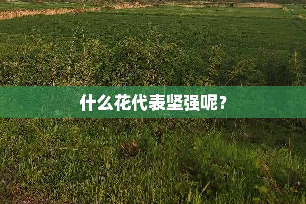 什么花代表坚强呢？