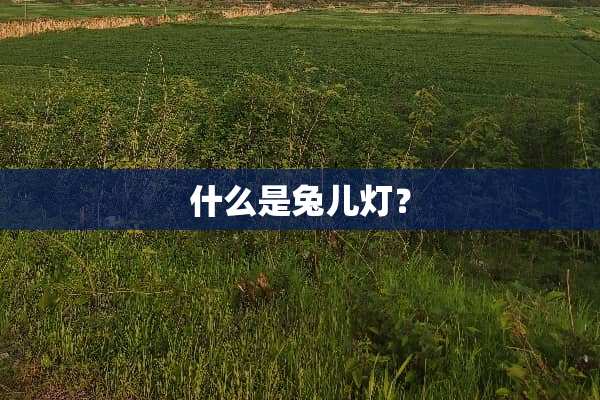 什么是兔儿灯？