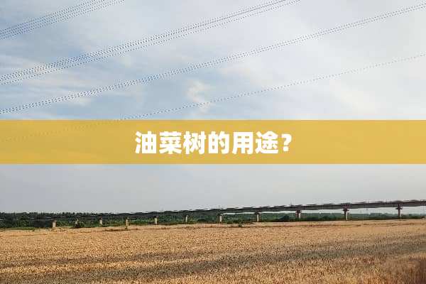 油菜树的用途？