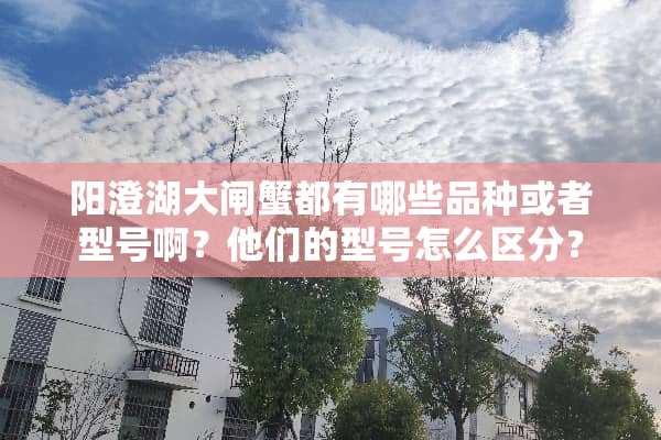 阳澄湖大闸蟹都有哪些品种或者型号啊？他们的型号怎么区分？