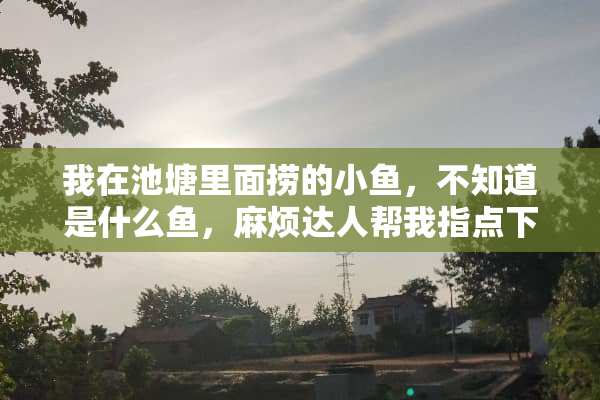 我在池塘里面捞的小鱼，不知道是什么鱼，麻烦达人帮我指点下这是什么鱼？
