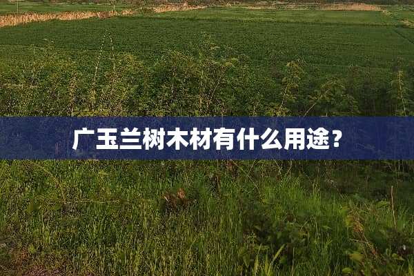 广玉兰树木材有什么用途？