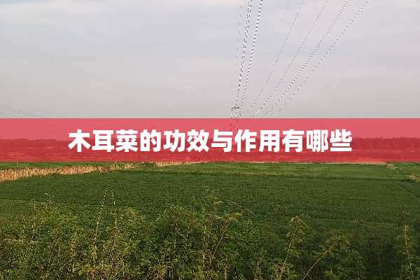木耳菜的功效与作用有哪些